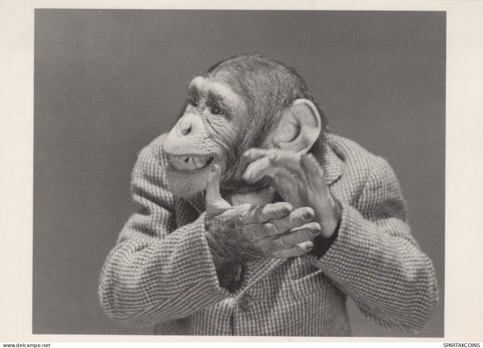 SCIMMIA Animale Vintage Cartolina CPSM #PAN989.A - Scimmie