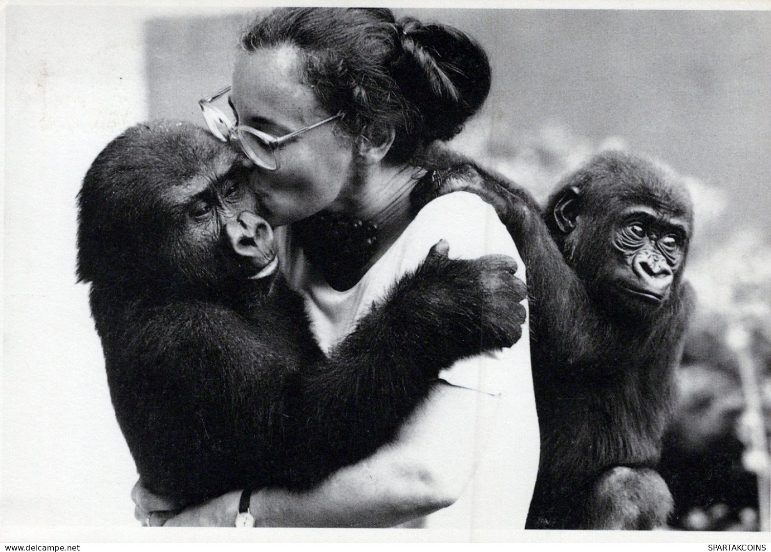 MONKEY Animals Vintage Postcard CPSM #PAN987.A - Monkeys