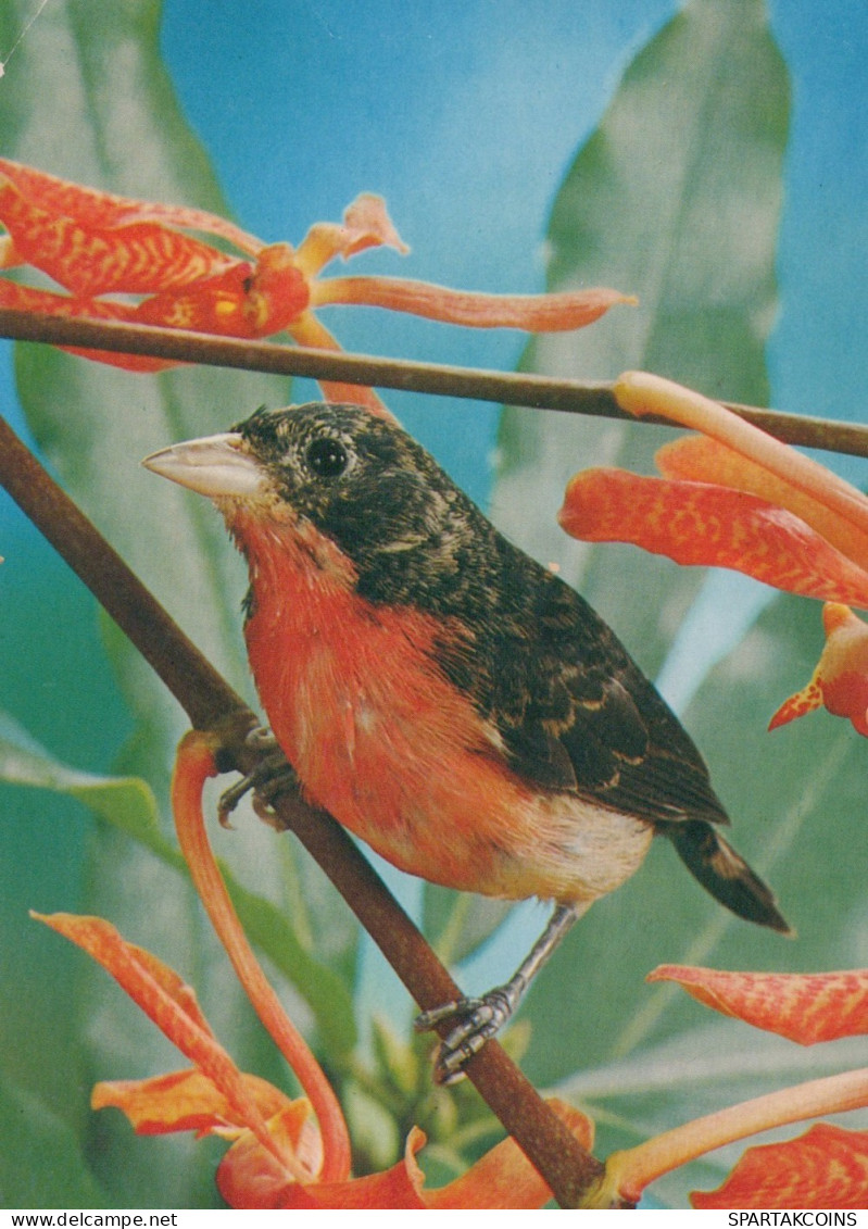 UCCELLO Animale Vintage Cartolina CPSM #PAN334.A - Vögel