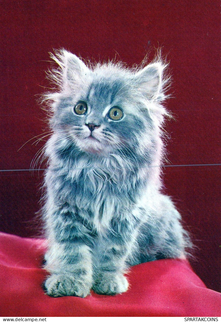 KATZE MIEZEKATZE Tier Vintage Ansichtskarte Postkarte CPSM #PAM175.A - Katten