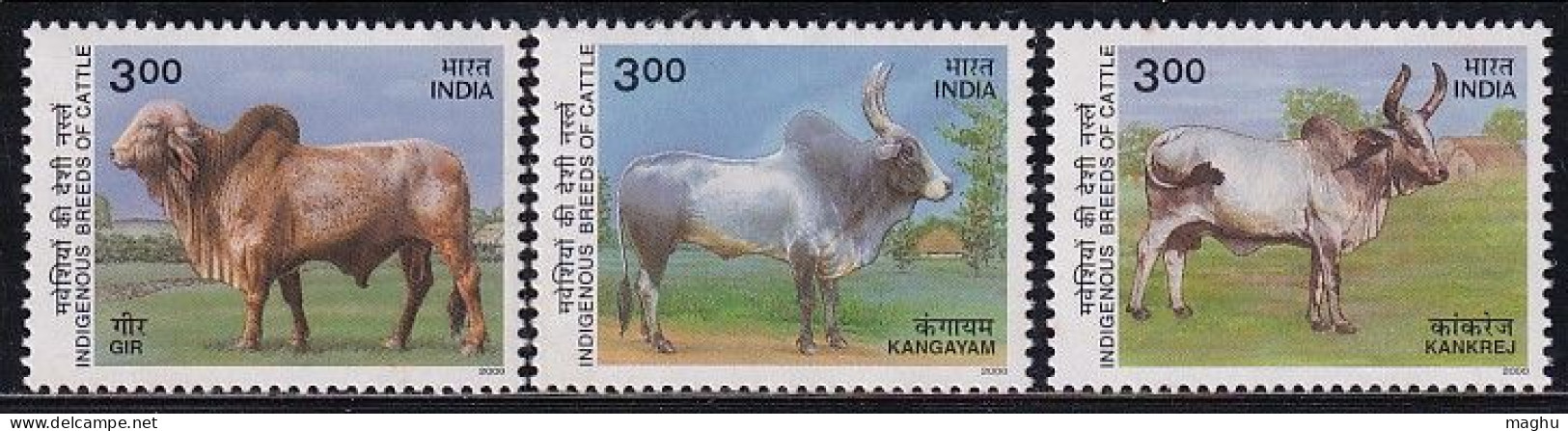 3 Diff., Breeds Of Cattle, India MNH 2000,, Farm Animal, Cow, Cond., Margnal Stains - Ungebraucht