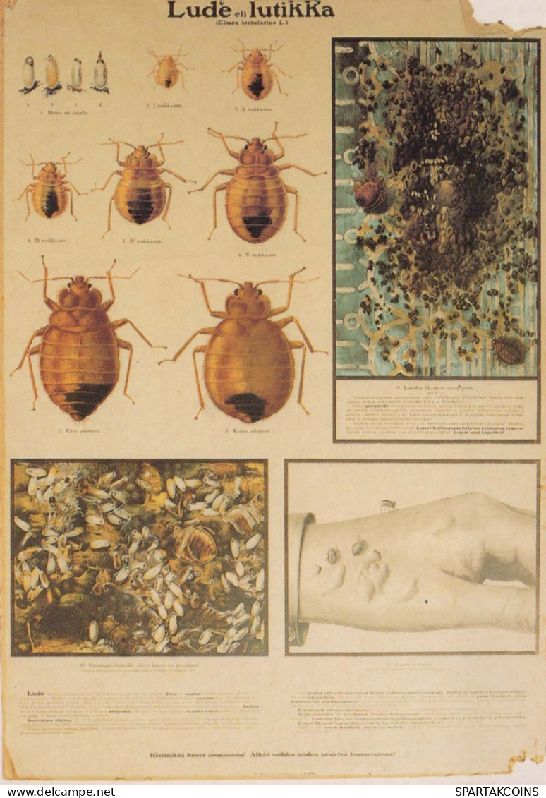 INSECTS Animals Vintage Postcard CPSM #PBS500.A - Insekten