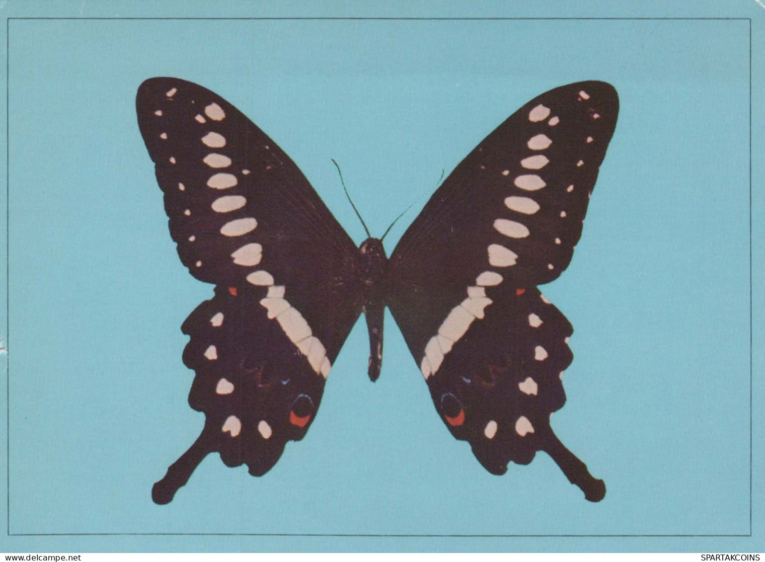 BUTTERFLIES Animals Vintage Postcard CPSM #PBS425.A - Papillons