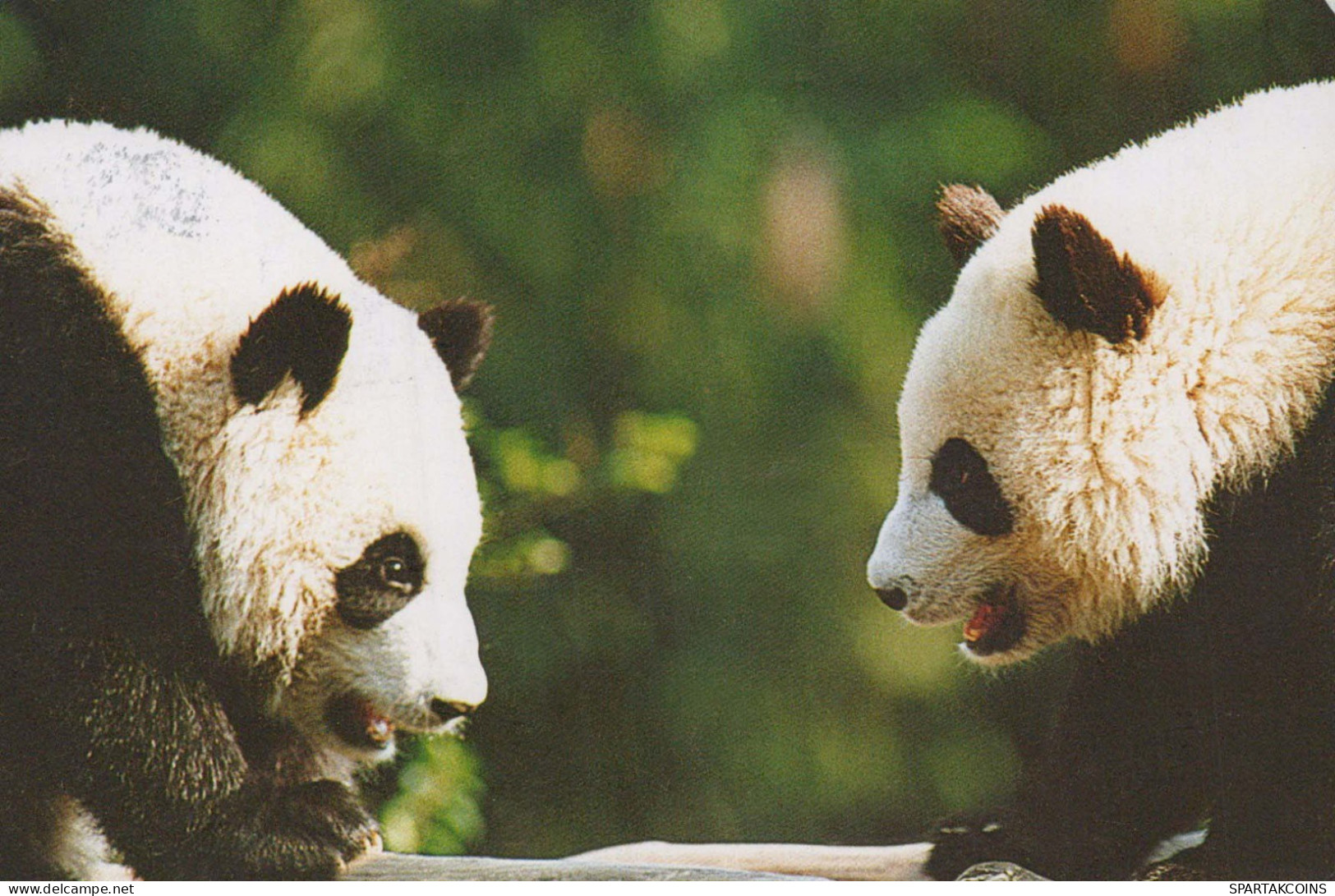 PANDA OURS Animaux Vintage Carte Postale CPSM #PBS098.A - Ours