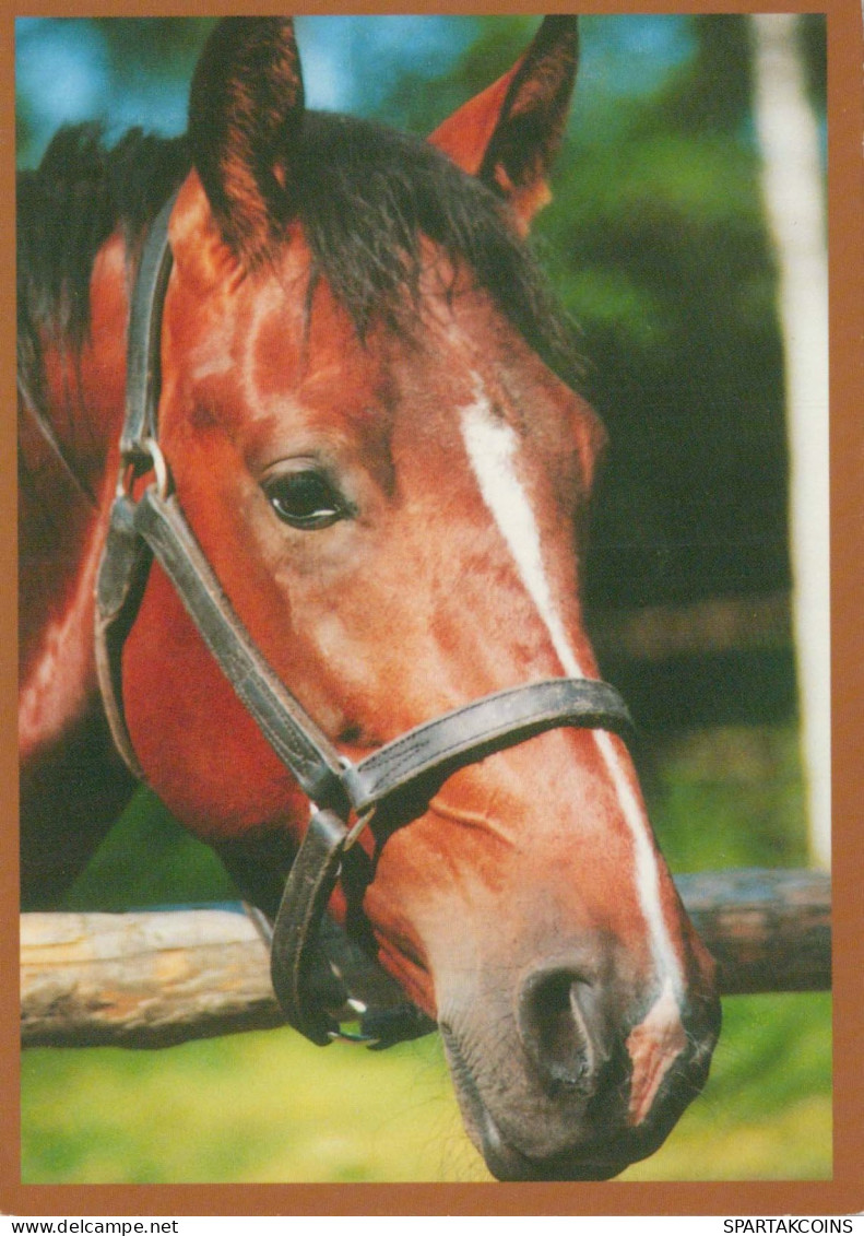 HORSE Animals Vintage Postcard CPSM #PBR914.A - Pferde