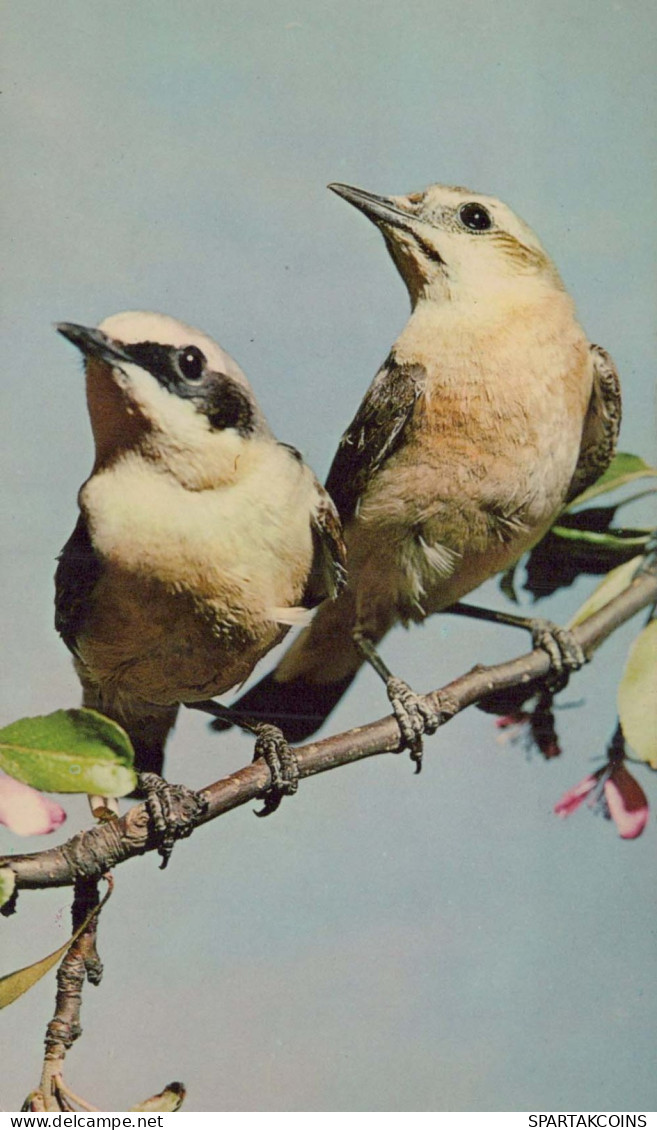 PÁJARO Animales Vintage Tarjeta Postal CPA #PKE802.A - Oiseaux