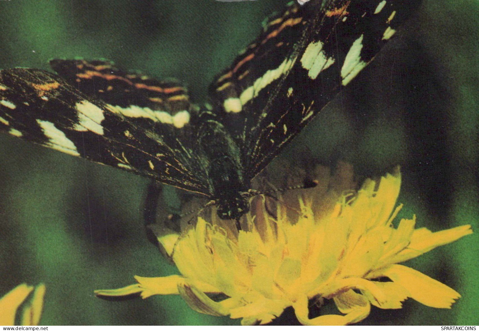 SCHMETTERLINGE Vintage Ansichtskarte Postkarte CPSM #PBZ948.A - Butterflies