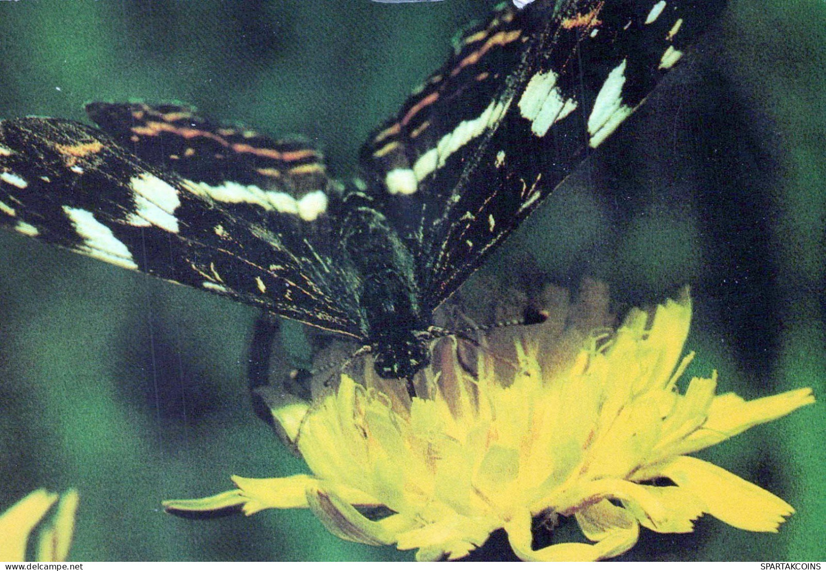 SCHMETTERLINGE Vintage Ansichtskarte Postkarte CPSM #PBZ948.A - Papillons
