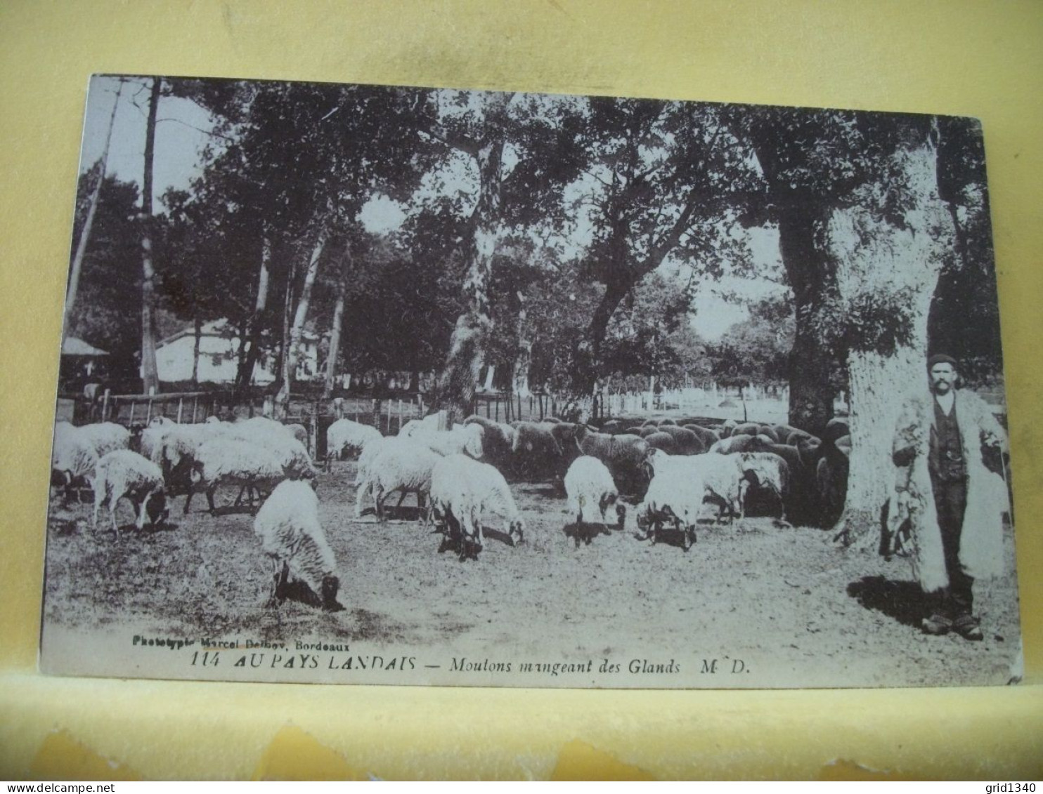 40 4056 RARE CPA - AU PAYS LANDAIS - MOUTONS MANGEANT DES GLANDS - ANIMATION. - Viehzucht