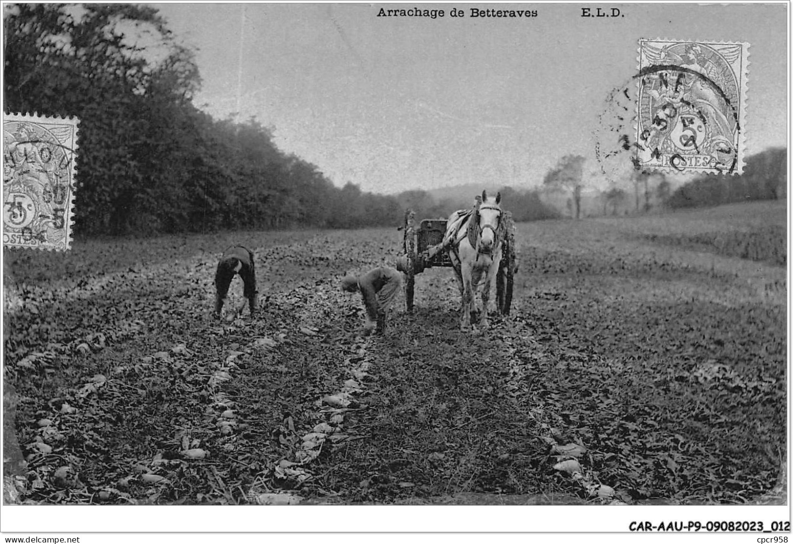 CAR-AAUP9-0612 - AGRICULTURE - Arrachage De Betteraves  - Farms