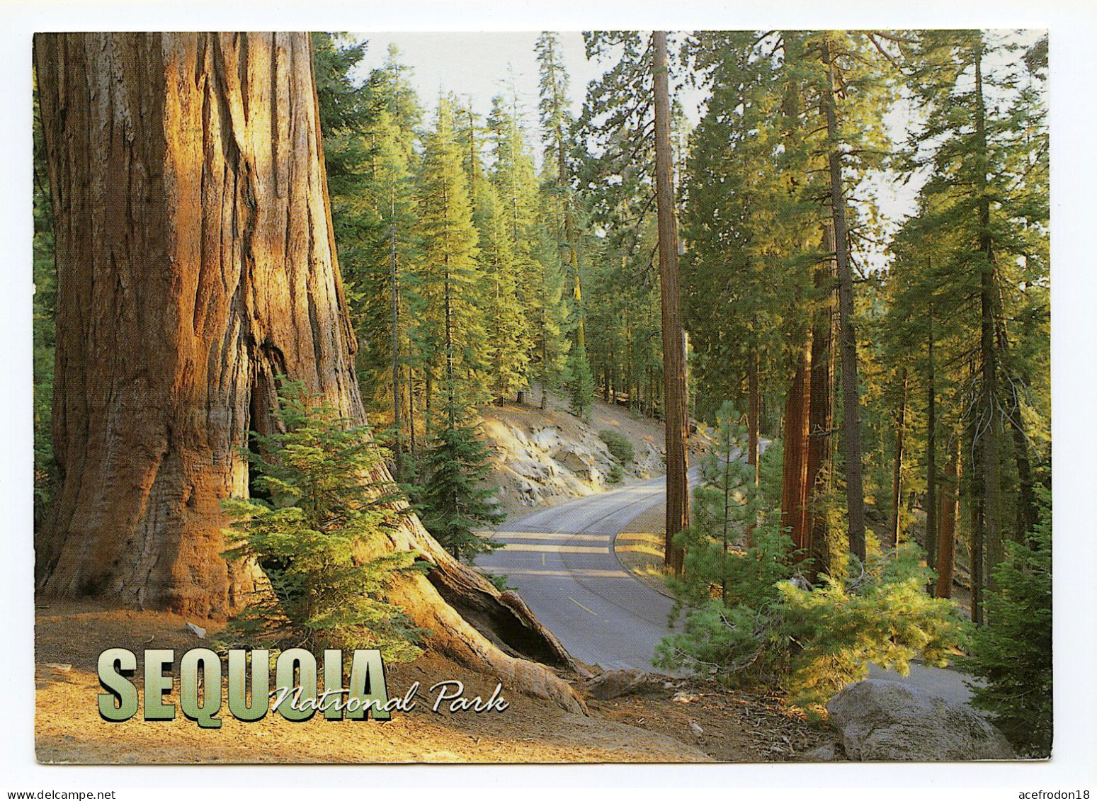 SEQUOIA National Park - Andere & Zonder Classificatie