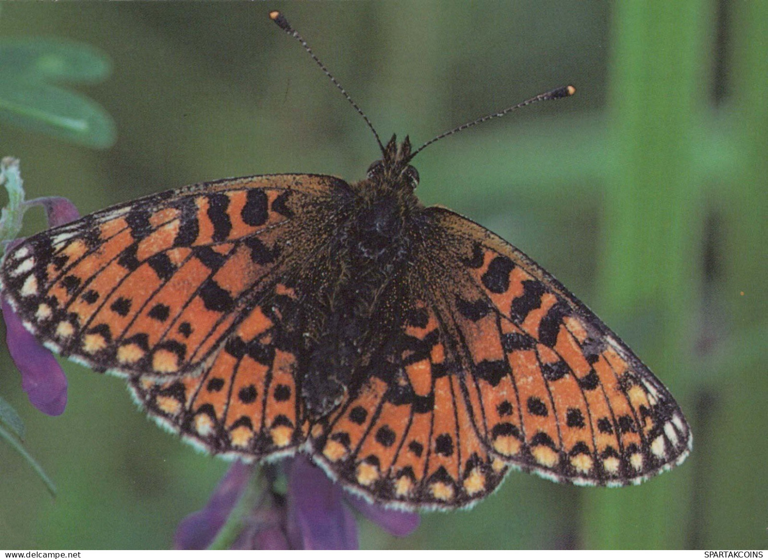 MARIPOSAS Animales Vintage Tarjeta Postal CPSM #PBS439.ES - Farfalle