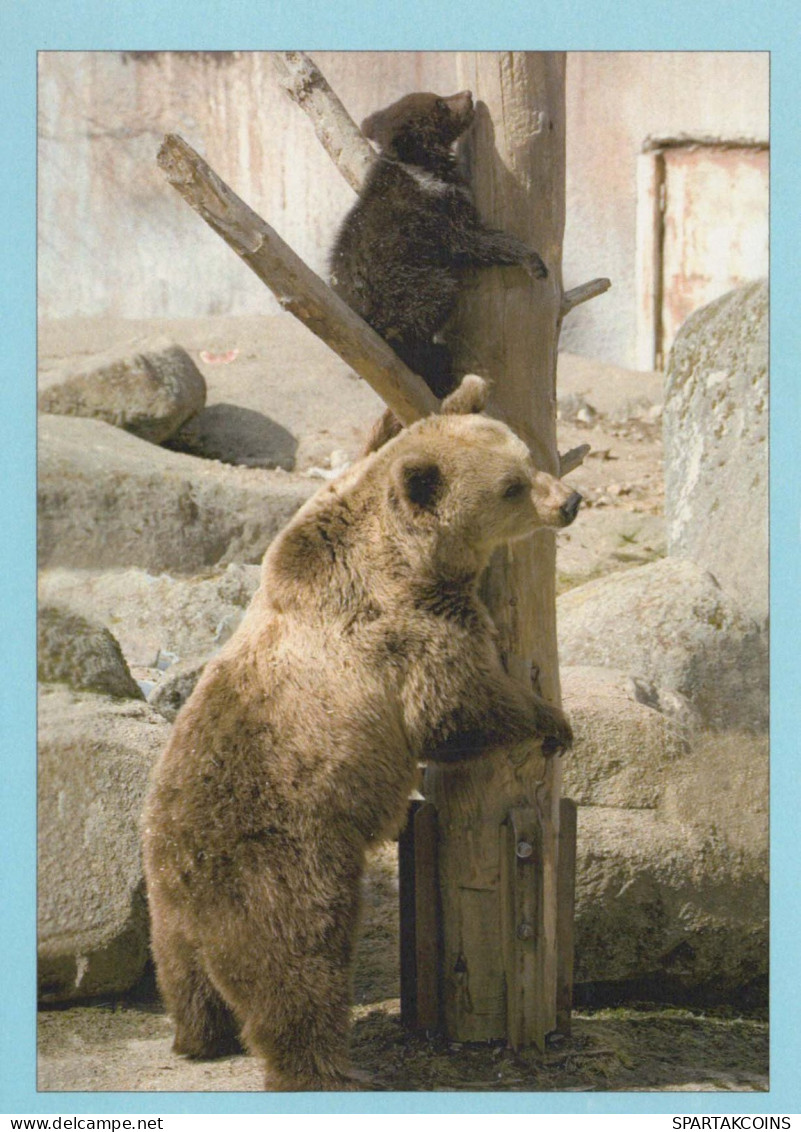 OSO Animales Vintage Tarjeta Postal CPSM #PBS188.ES - Osos