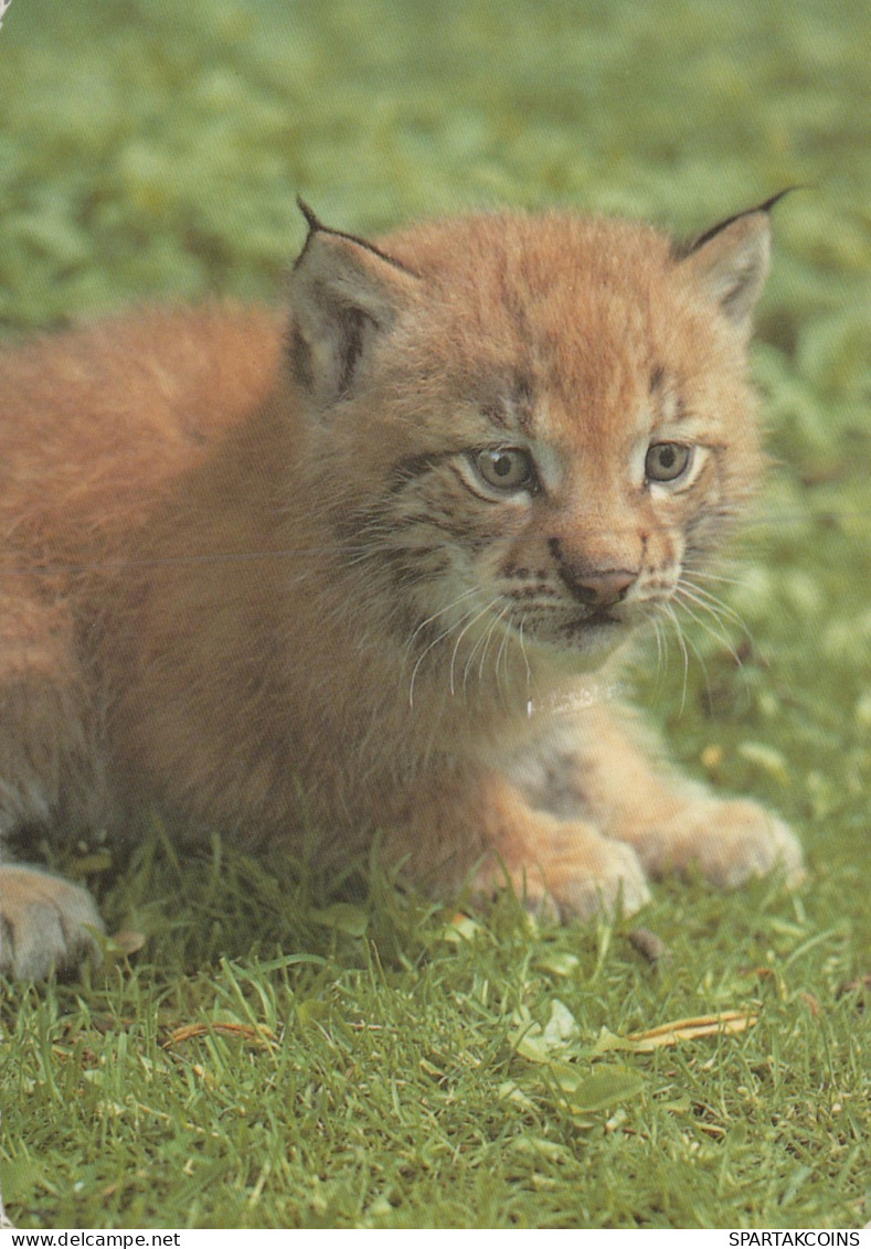 LINCE GATO GRANDE Animales Vintage Tarjeta Postal CPSM #PAM017.ES - Other & Unclassified