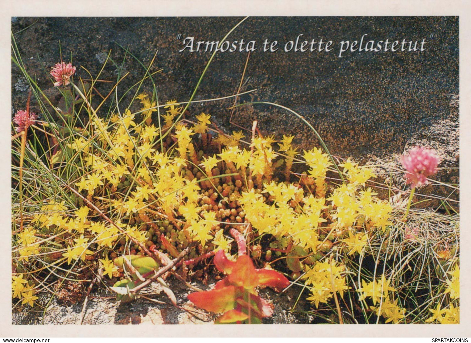 FLEURS Vintage Carte Postale CPSM #PBZ172.FR - Flores