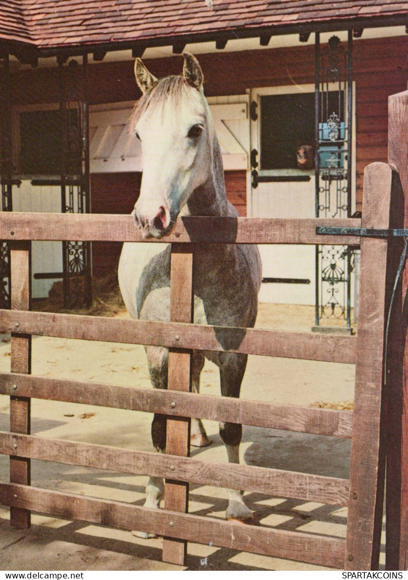 CHEVAL Animaux Vintage Carte Postale CPSM #PBR917.FR - Caballos