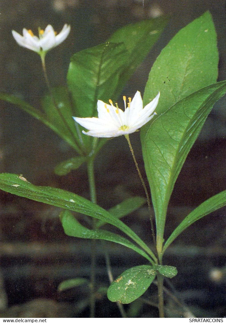 FLEURS Vintage Carte Postale CPSM #PAS425.FR - Fleurs