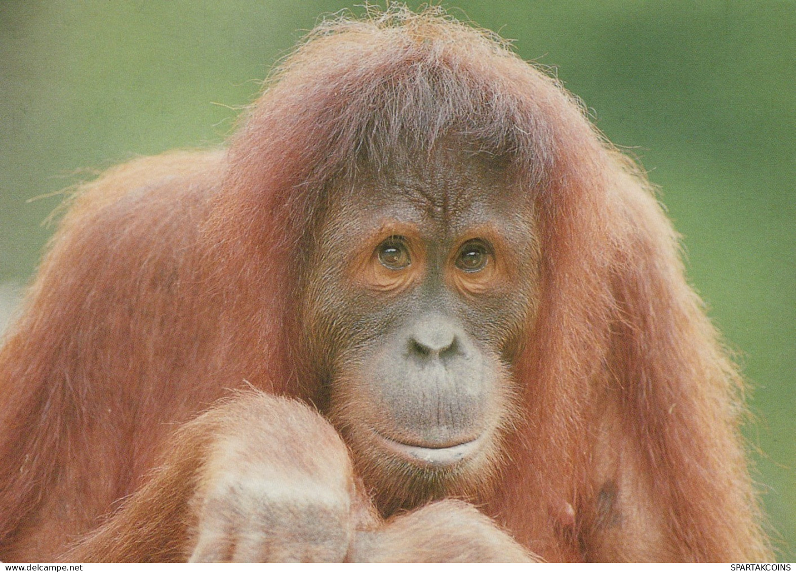 SINGE Animaux Vintage Carte Postale CPSM #PAN981.FR - Apen