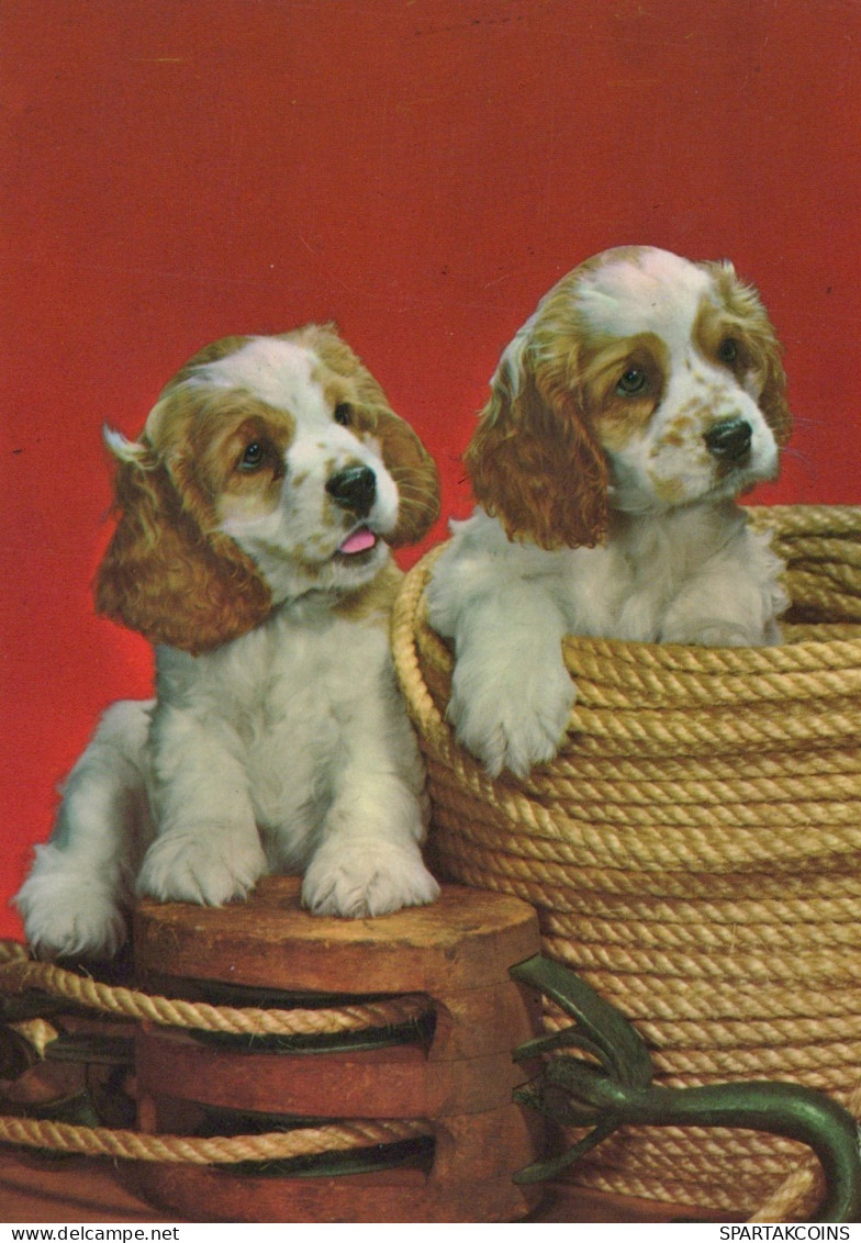 DOG Animals Vintage Postcard CPSM #PAN454.GB - Hunde