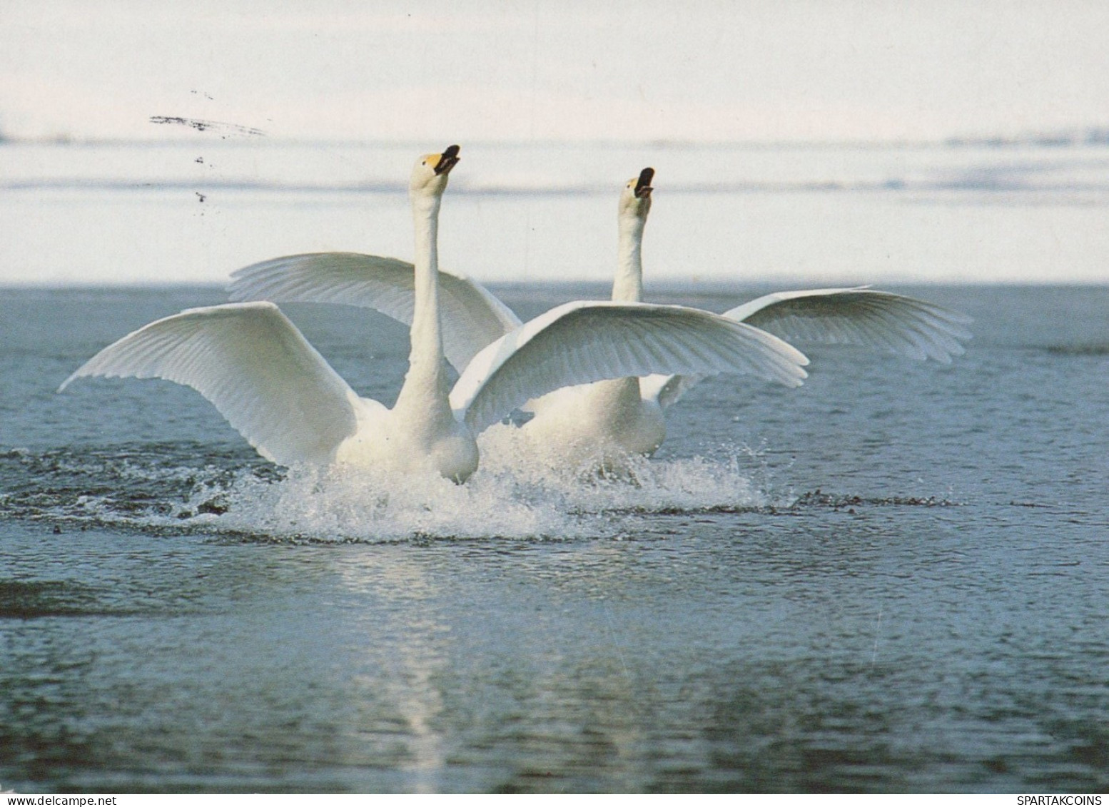 BIRD Animals Vintage Postcard CPSM #PAM646.GB - Vögel