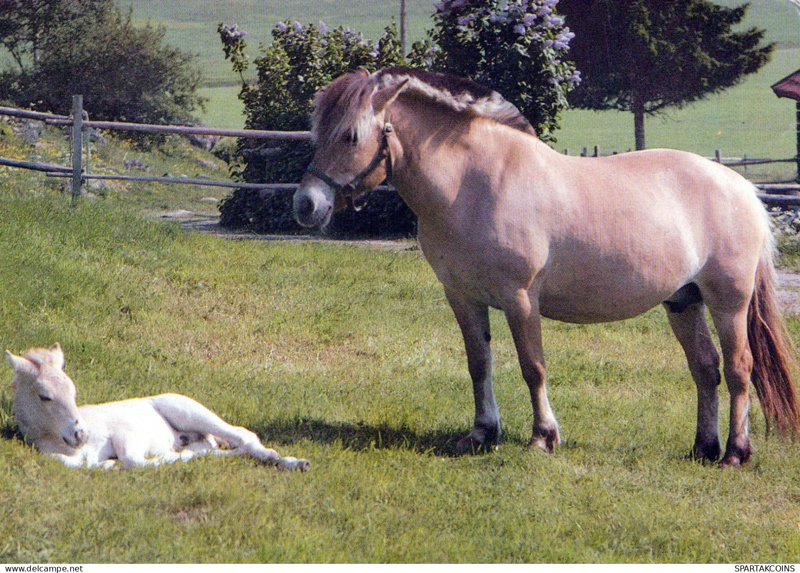 CAVALLO Animale Vintage Cartolina CPSM #PBR840.IT - Horses