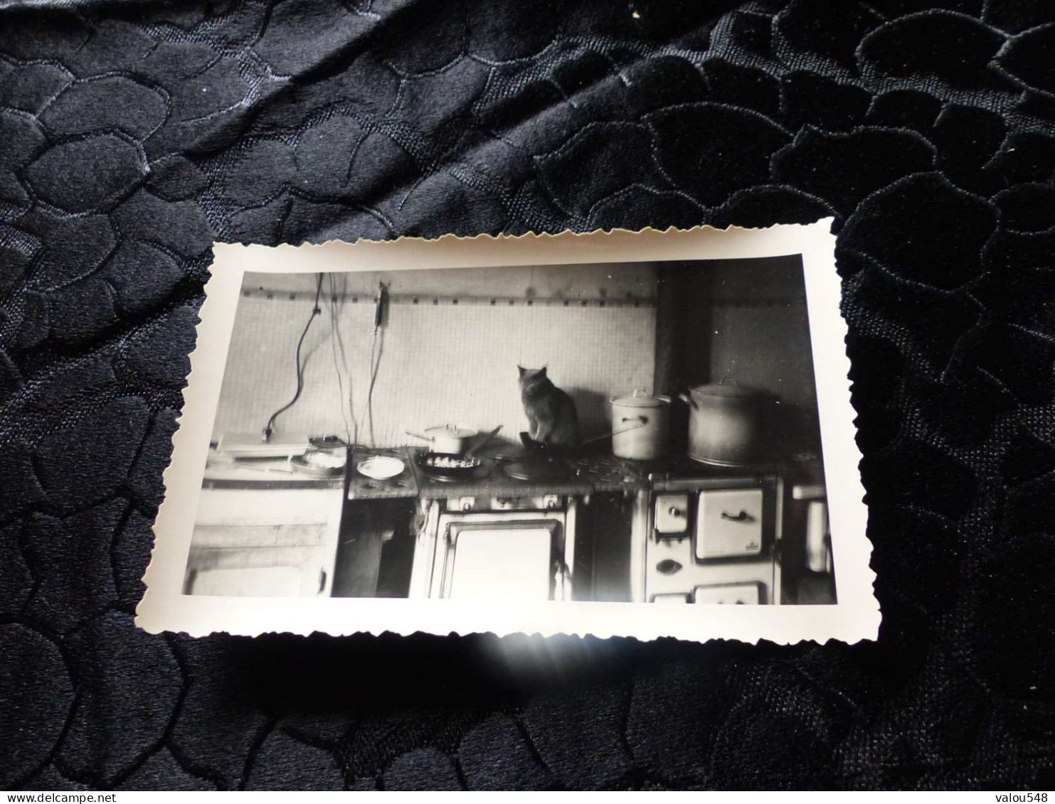 P-156 , Photo Animal, Chat Regardant Son Futur Repas Dans Une Cuisine, Circa 1940 - Autres & Non Classés