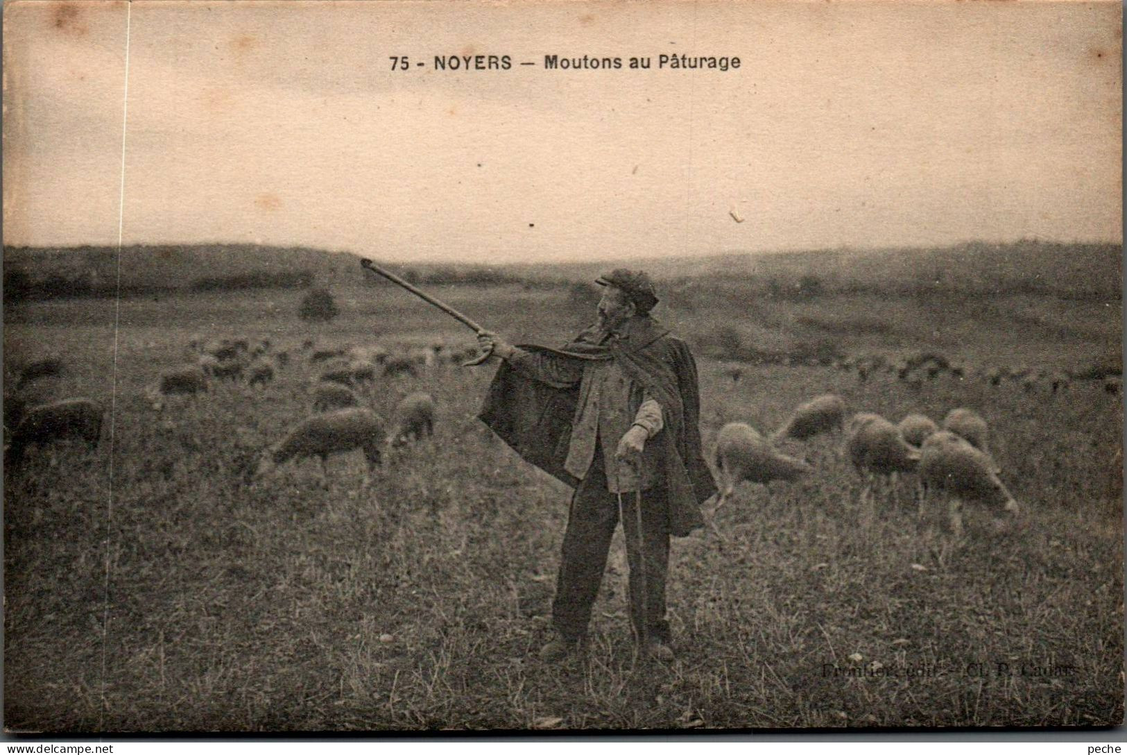 N°2181 W -cpa Noyers -moutons Au Pâturage- - Veeteelt