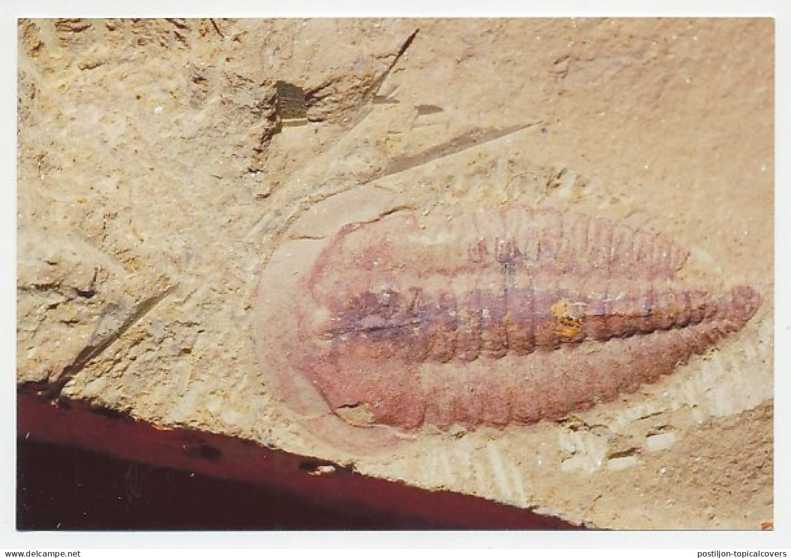 Postal Stationery China 2006 Fossil - Trilobite  - Preistoria