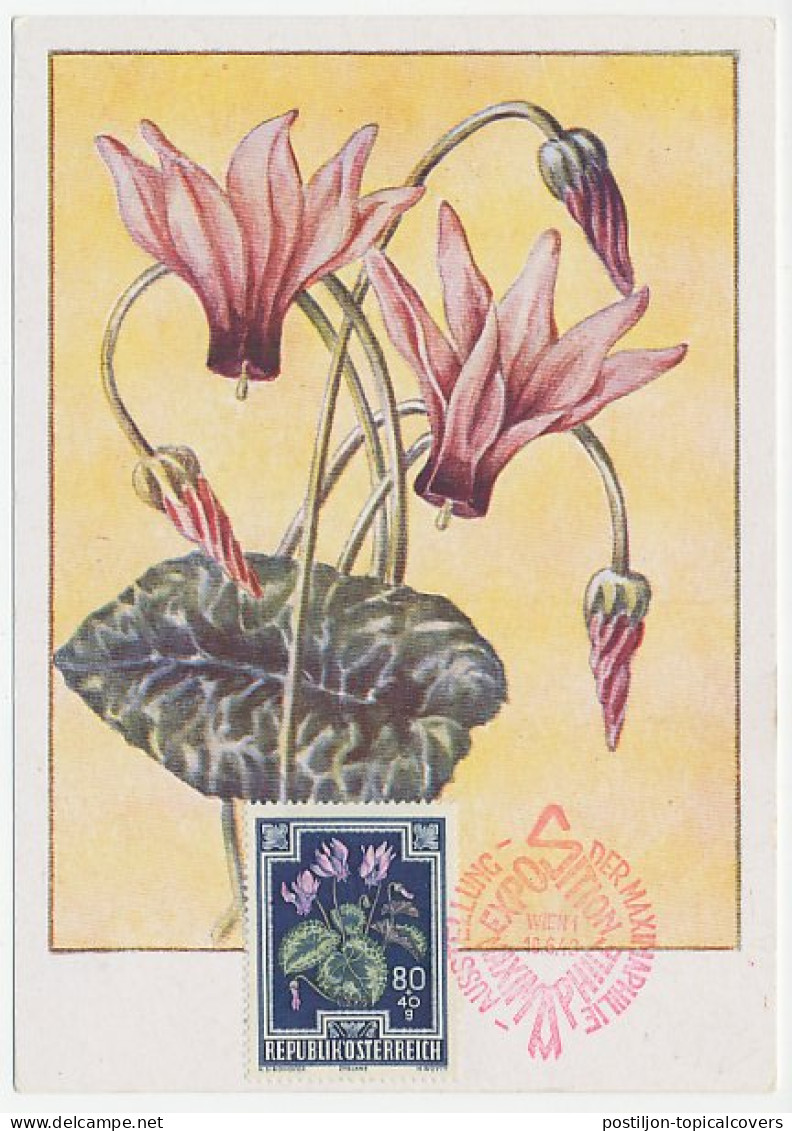 Maximum Card Austria 1949 Cyclamen - Andere & Zonder Classificatie