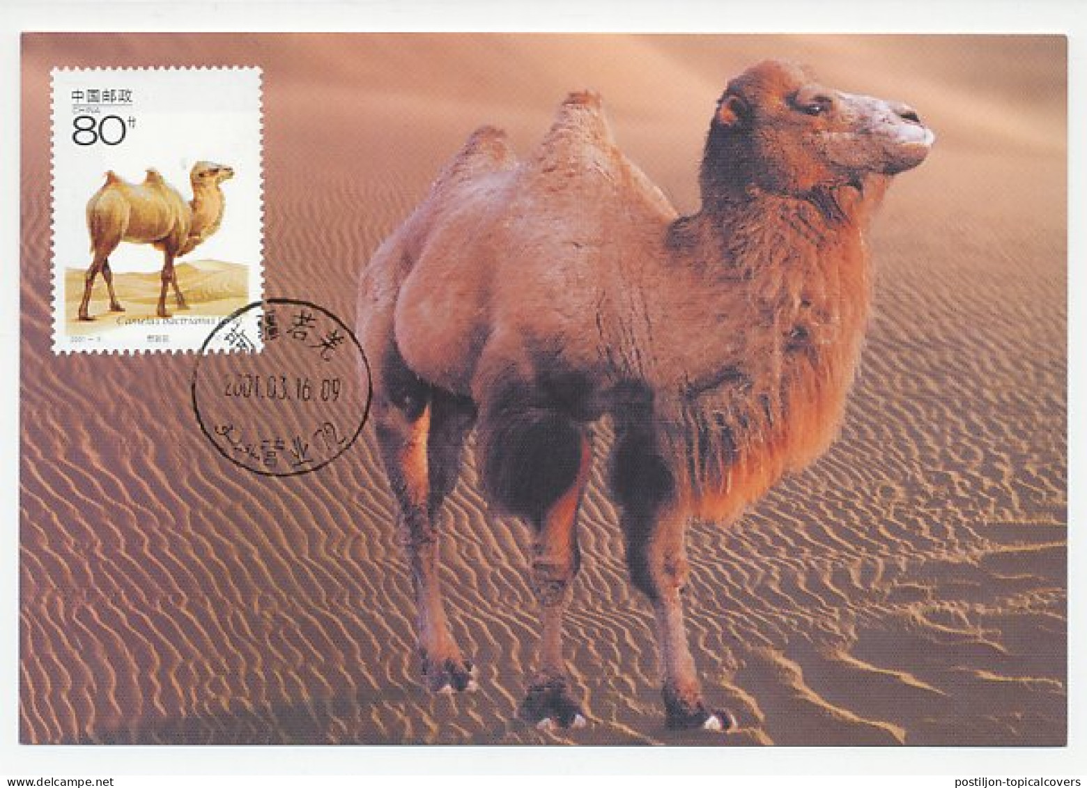 Maximum Card China 2001 Camel - Other & Unclassified