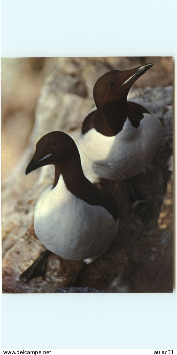 Norvège - Norway - Norge -Animaux - Oiseaux - Svalbard - Spitsbergen - Spitzbergen - Brunnich's Guillemots - Uria Lomvia - Noruega