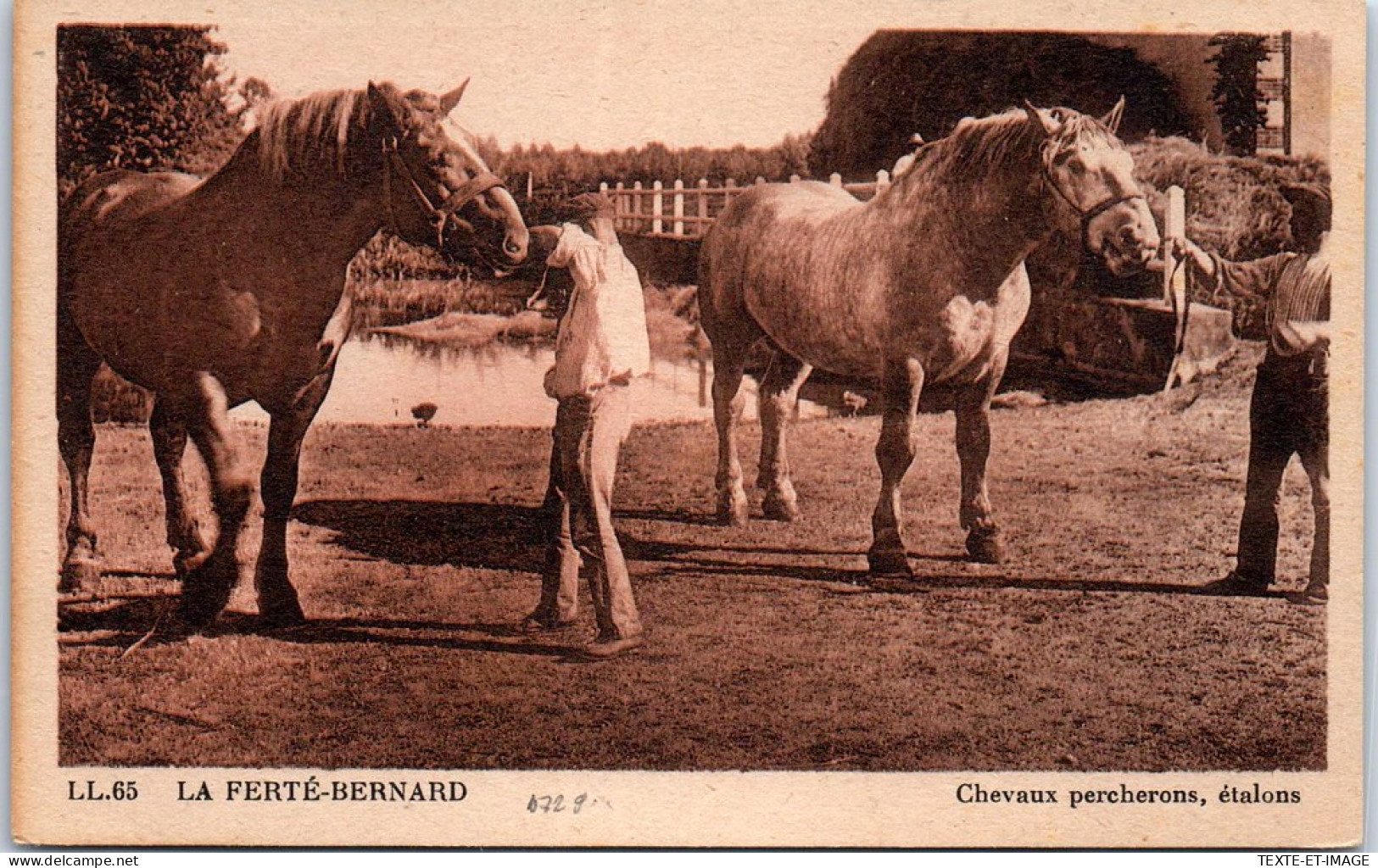 72 LA FERTE BERNARD - Chevaux Percherons, Etalons. - La Ferte Bernard