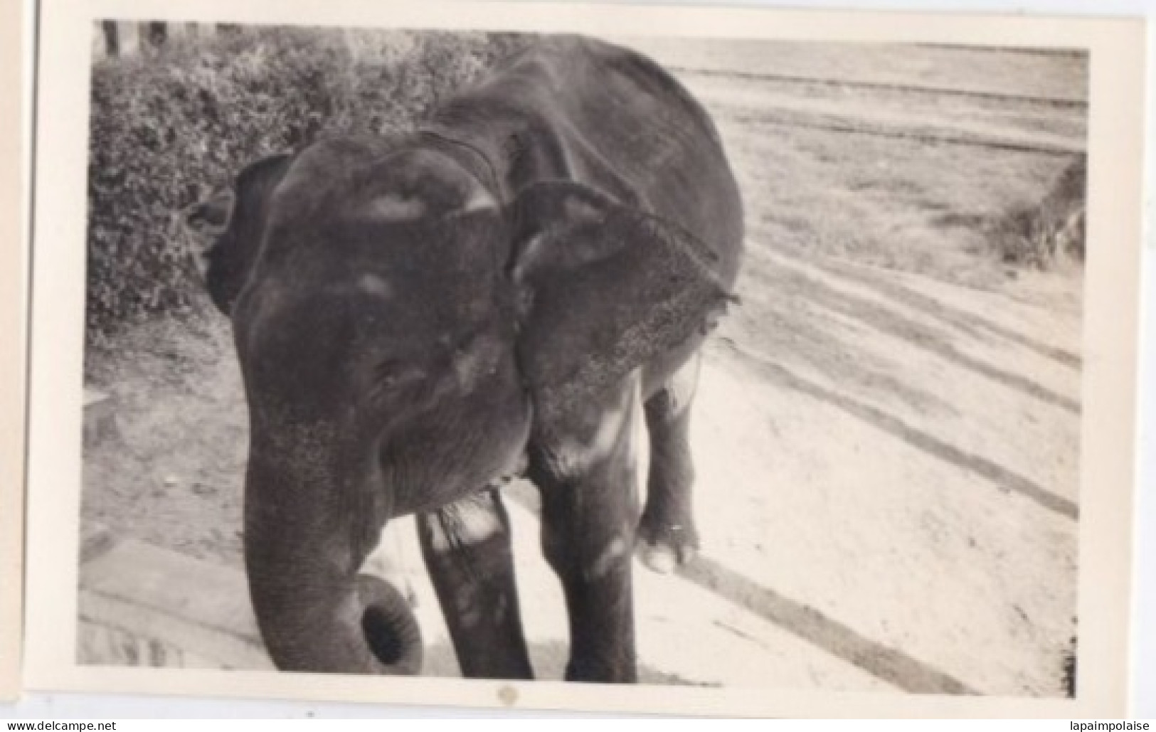 2 Photos  INDOCHINE  CAMBODGE Environs  Phnom Penh  Vue Générale Et Un éléphant   Réf 30370 - Asien