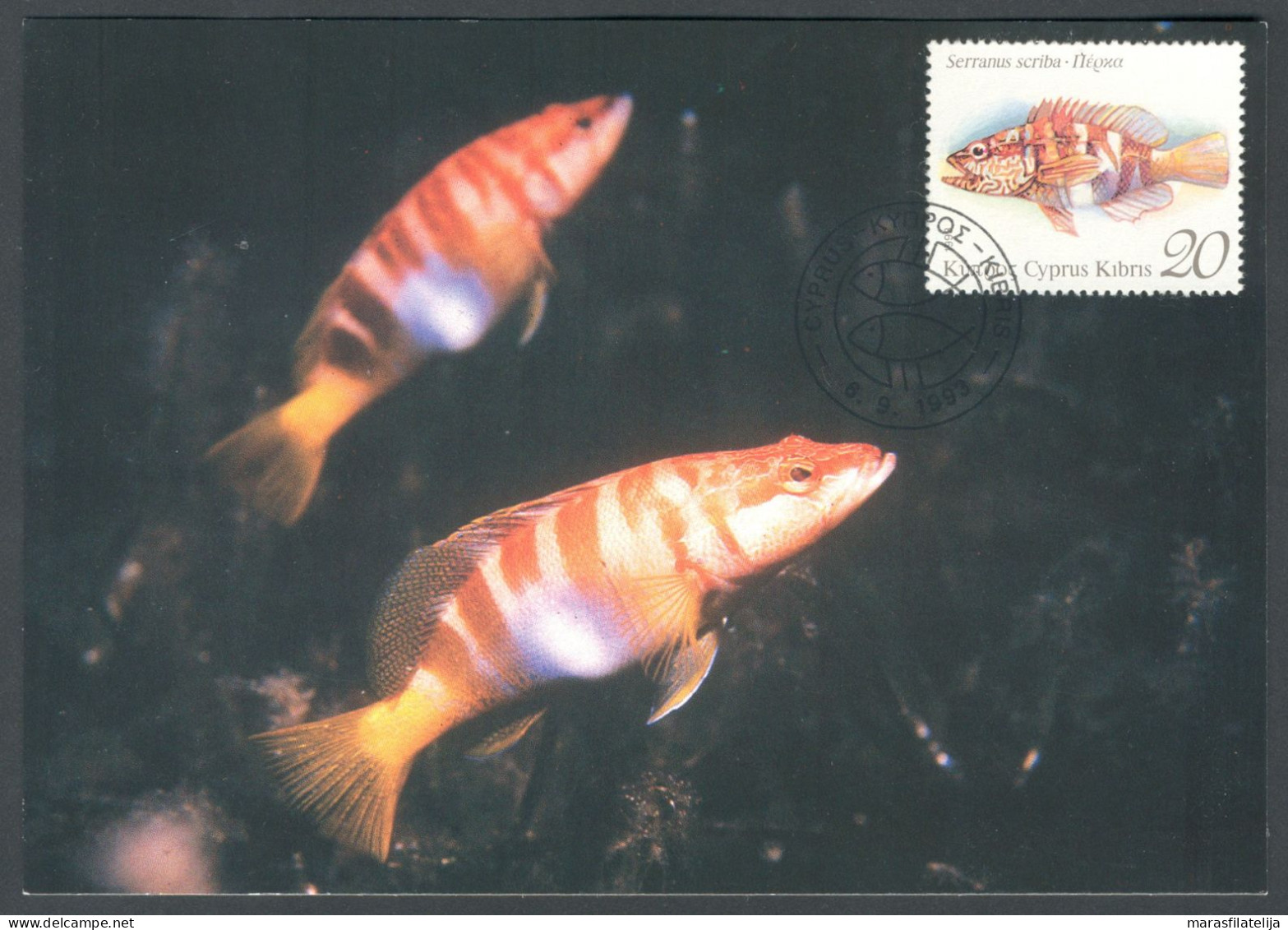 Cyprus 1993, Fish, Fishes, Nice Maxicard - Storia Postale