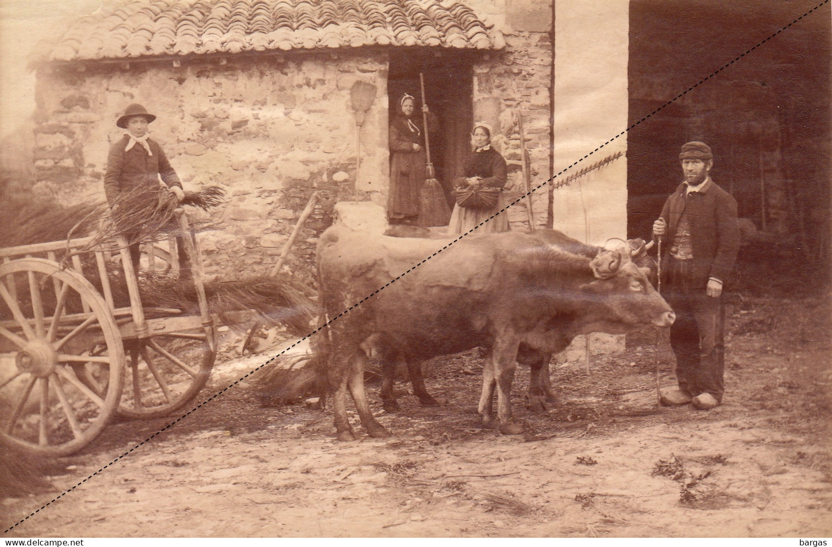 Grande Photo Attelage Boeuf à Chateauneuf De Randon Lozère Famille Privat - Dupeyron - Alte (vor 1900)