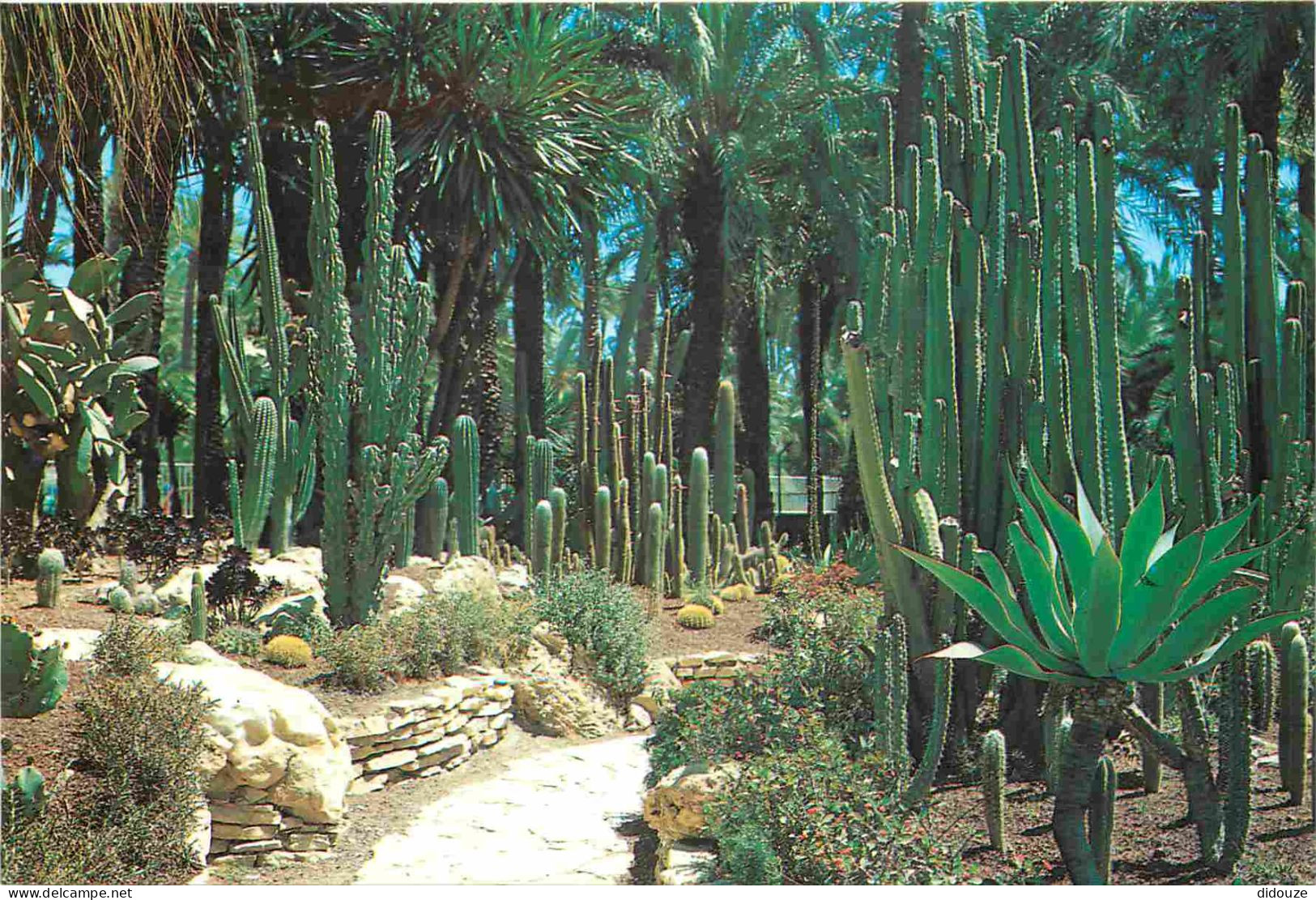 Espagne - Espana - Comunidad Valenciana - Elche - Huerto Del Cura - Pasillo Entre Cactus - Verger Du Curé - Sentier Entr - Sonstige & Ohne Zuordnung