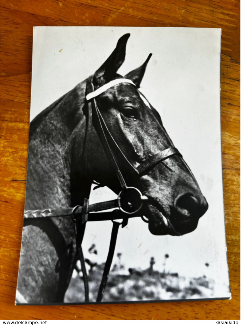 Horses Postcard From Poland, Krajowa, KAW, Pferd Cheval Portrait - Horses