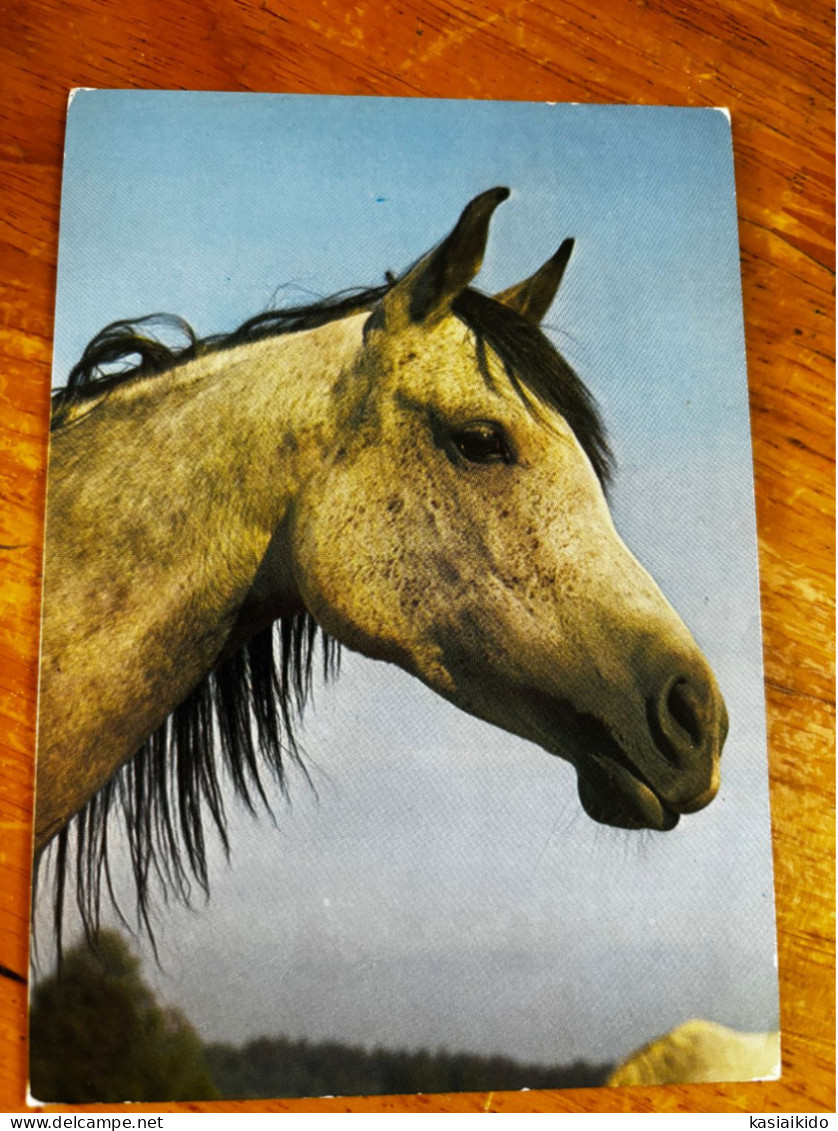 Horses Postcard From Poland, Krajowa, KAW, Pferd Cheval Arabian Janow - Cavalli