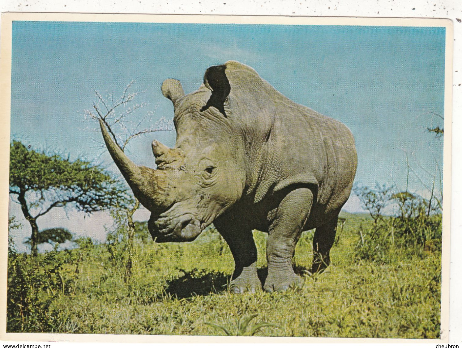 ANIMAUX & FAUNE.  CPSM. . " RHINOCEROS"  AFRIQUE DU SUD. HLUHLUWE GAME RESERVE. ZULULAND - Rhinocéros