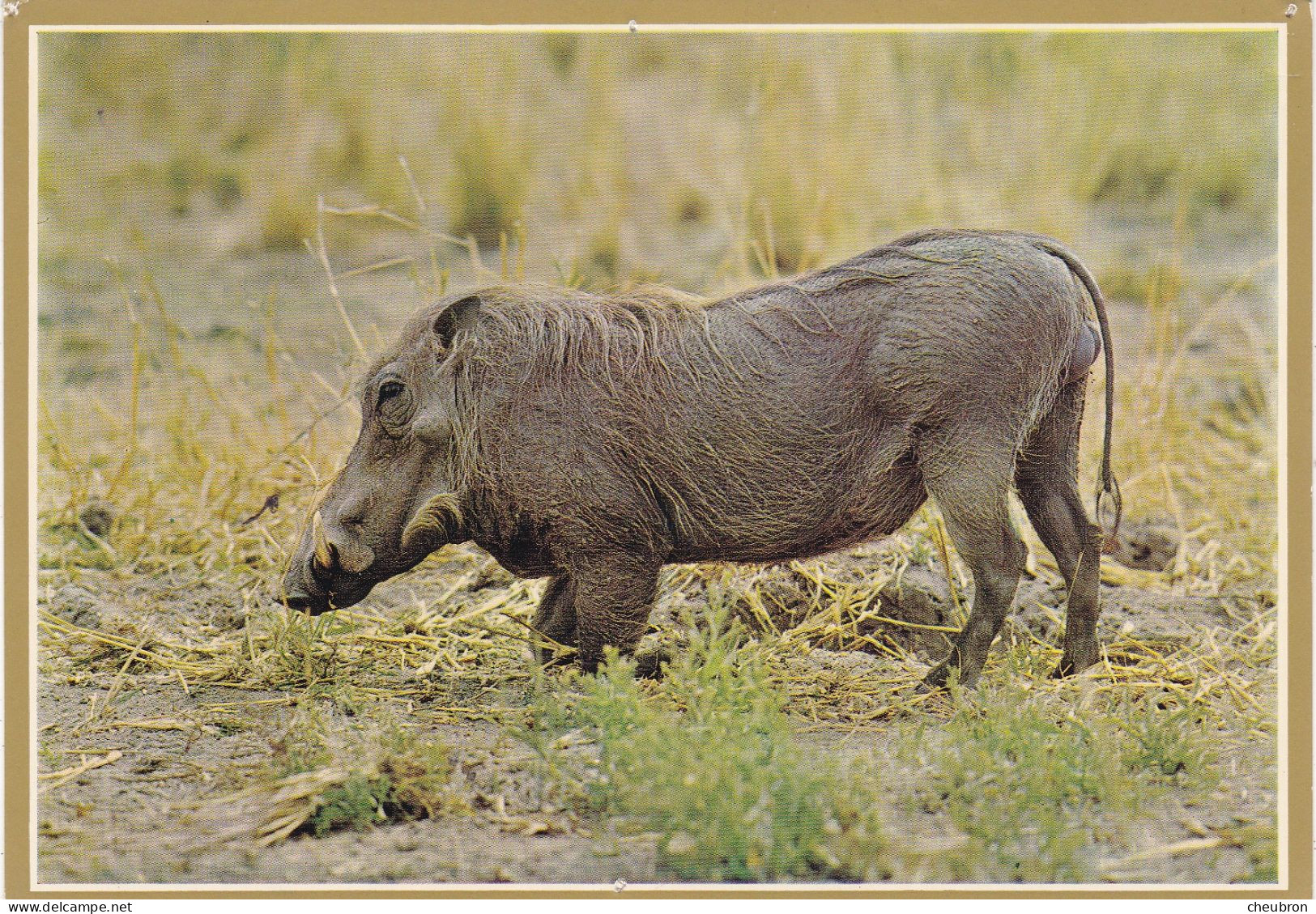 ANIMAUX & FAUNE.  CPSM. . FACOCHERE " WARTHOG "  AFRIQUE DU SUD. KRUGER NATIONAL PARK - Autres & Non Classés