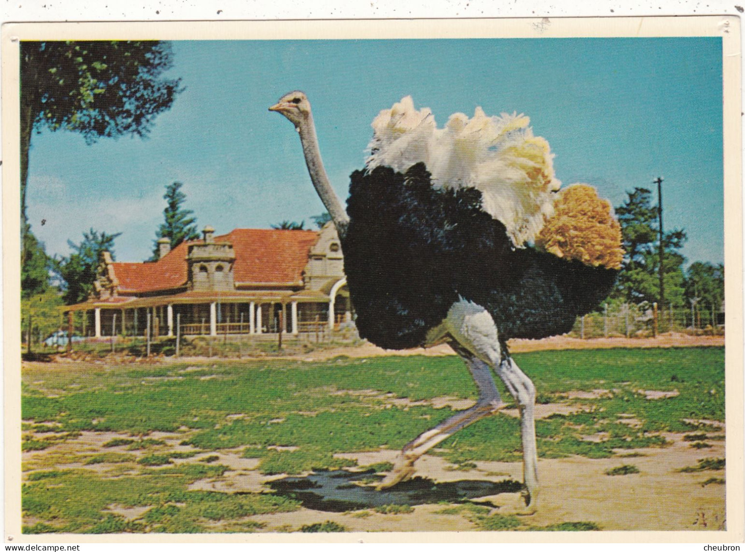 ANIMAUX & FAUNE.  CPSM. .AUTRUCHE " SAFARI " OSTRICH FARM. AFRIQUE DU SUD. OUDTSHOORN - Giraffe