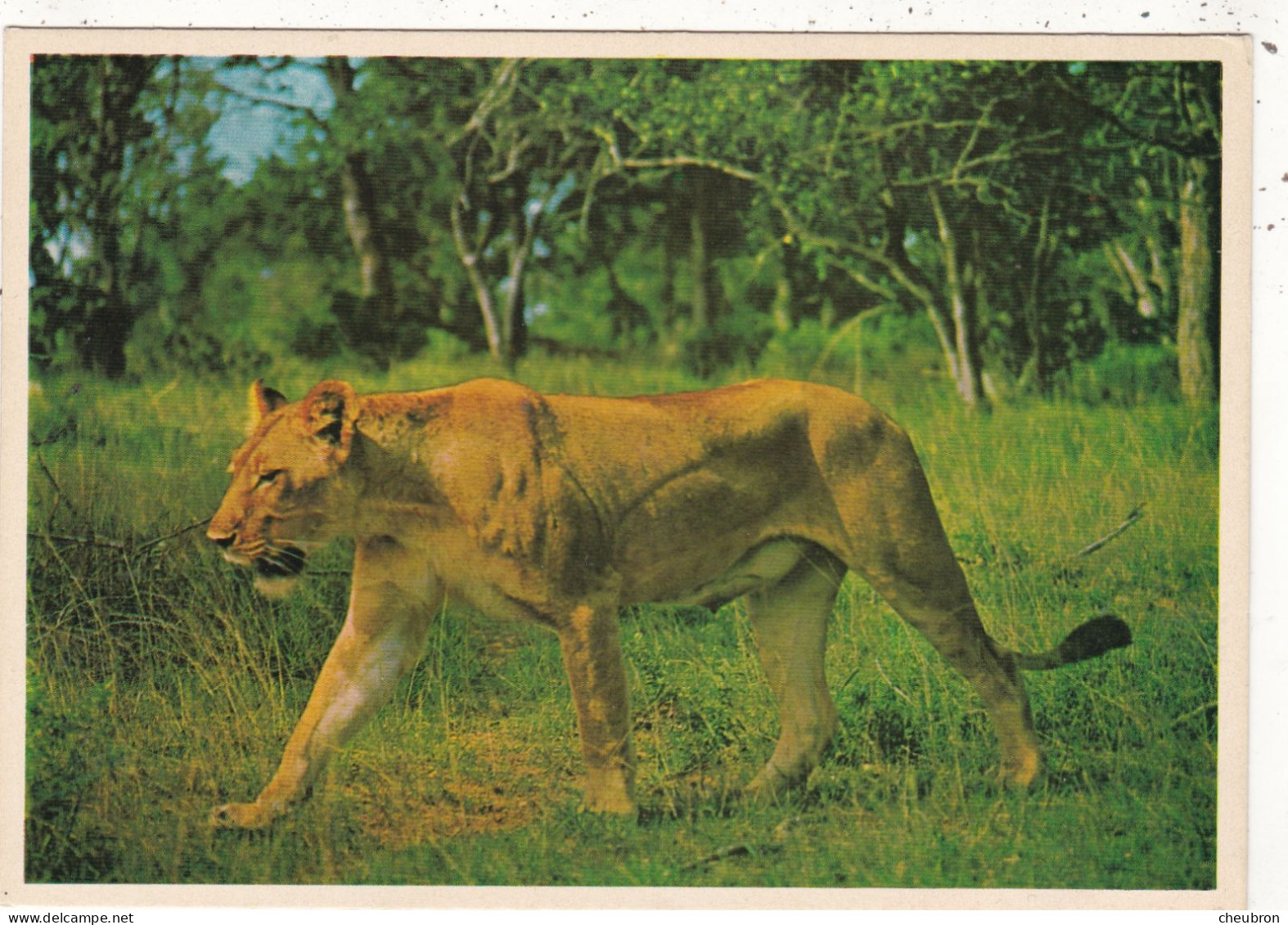 ANIMAUX & FAUNE.  CPSM. .LION  " LIONESS " . AFRIQUE DU SUD. RESERVE NATURELLE - Leoni