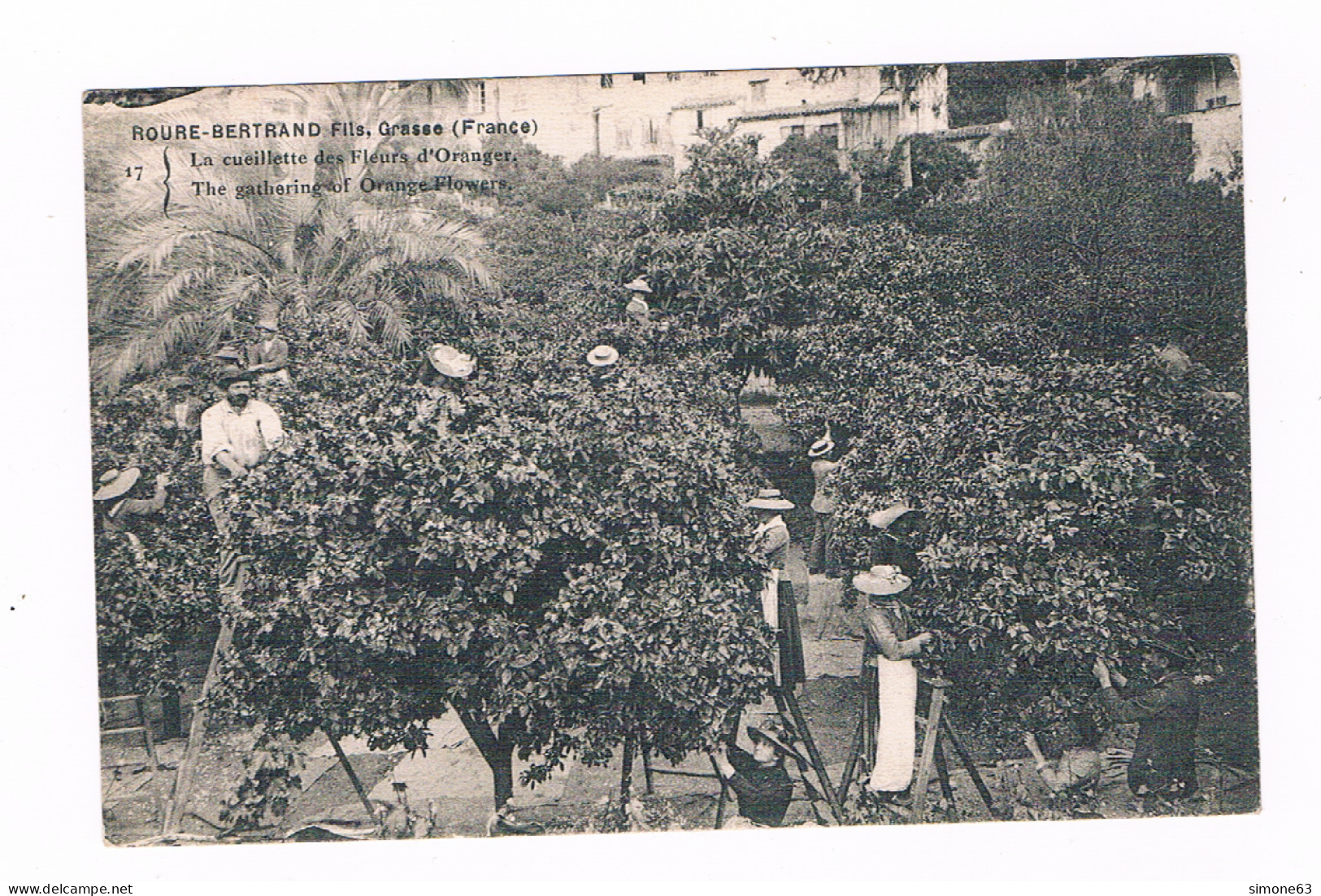 D  06 -  Cpa -  GRASSE - LA CEUILLETTE DES FLEURS D'ORANGER - Pas Courante - ( éd  Roure - Bertrand Fils - Grasse ) - Grasse