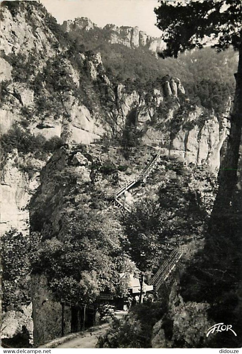 48 - Les Gorges Du Tarn - Le Belvédère Du Pas De Soucy - Mention Photographie Véritable - Carte Dentelée - CPSM Grand Fo - Gorges Du Tarn