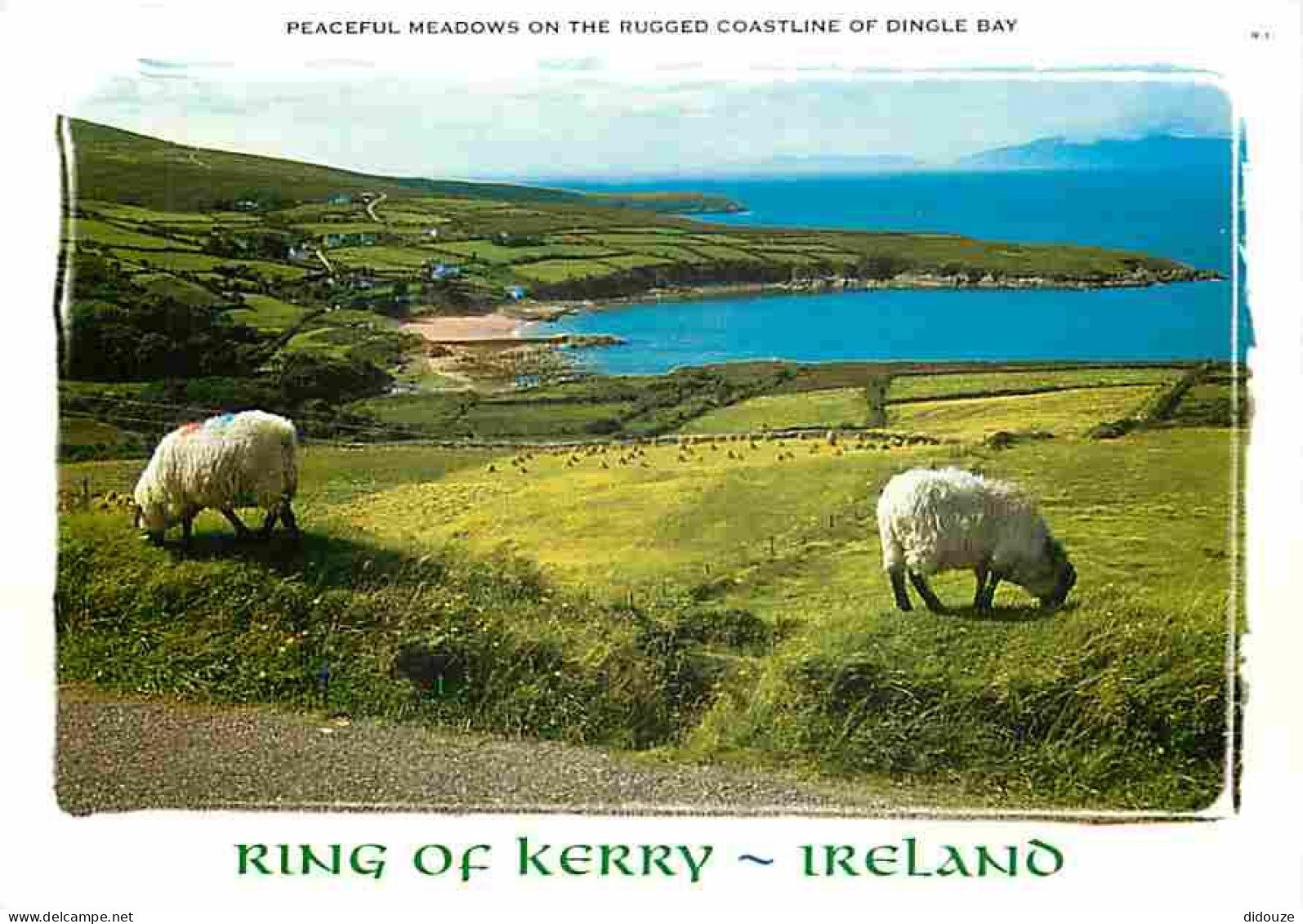 Irlande - Kerry - Ring Of Kerry - Paeceful Meadows On The Rugged Coastline Of Dingle Bay - Moutons - Voir Timbre Rouge G - Kerry