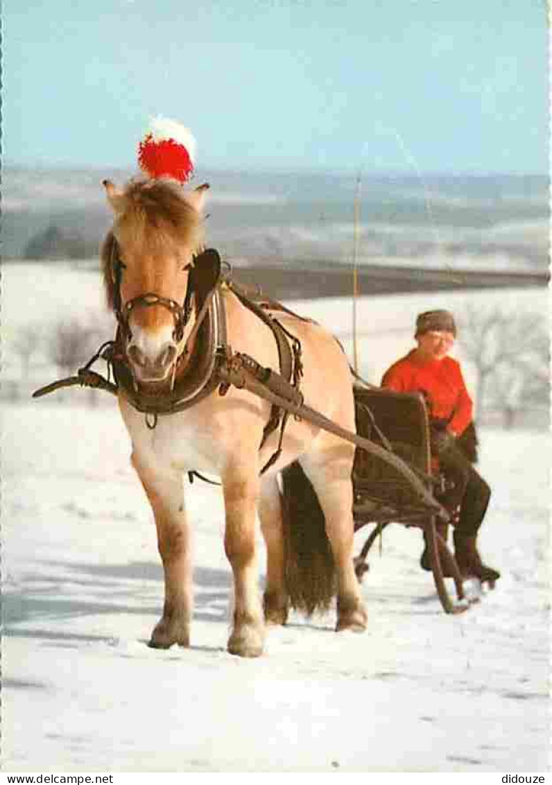 Animaux - Chevaux - Traineau - Neige - CPM - Voir Scans Recto-Verso - Chevaux