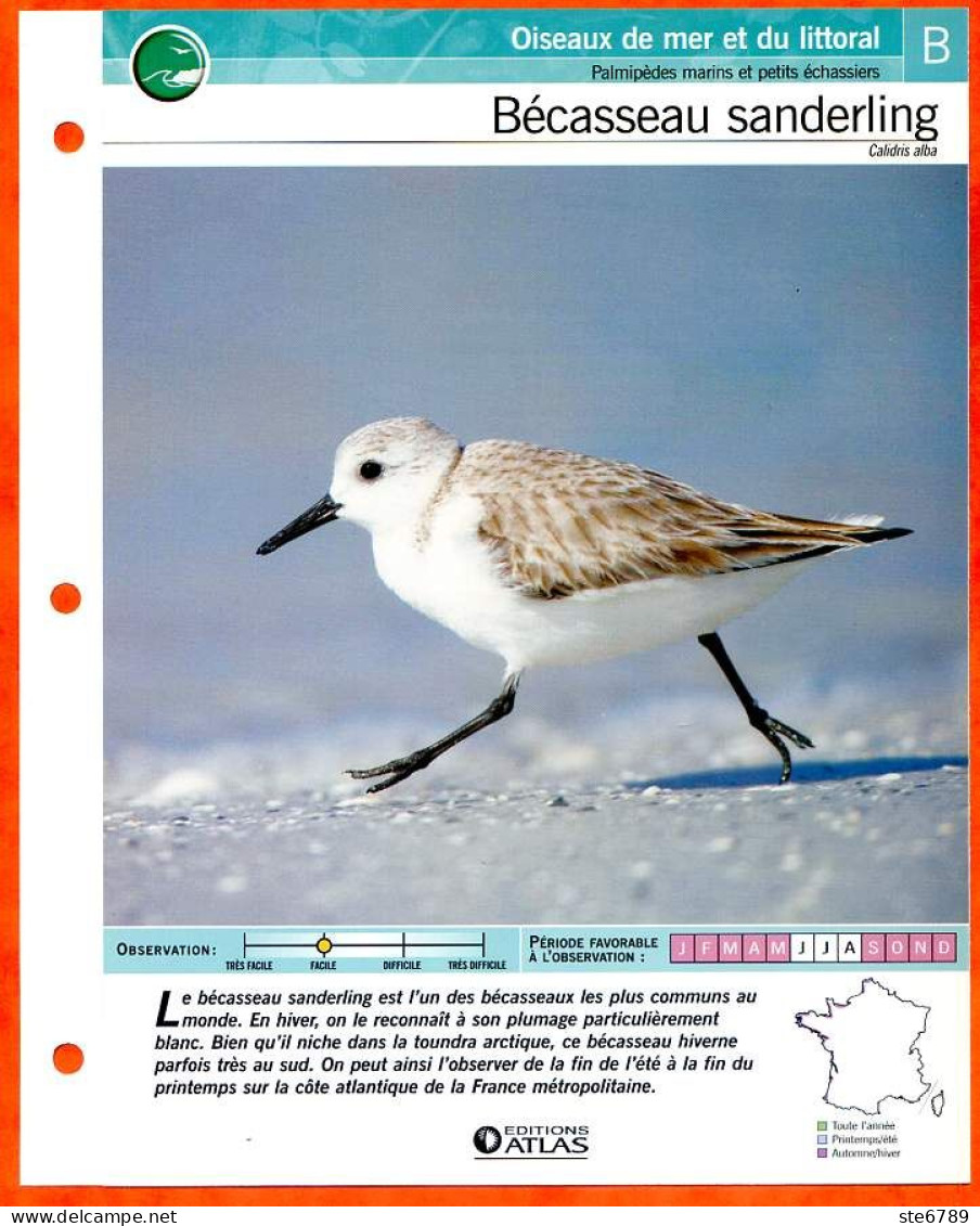 BECASSEAU SANDERLING Oiseau Illustrée Documentée  Animaux Oiseaux Fiche Dépliante Animal - Dieren