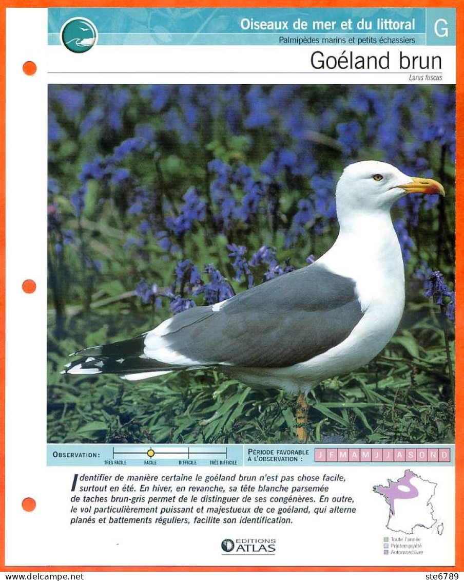 GOELAND BRUN Oiseau Illustrée Documentée  Animaux Oiseaux Fiche Dépliante Animal - Animals