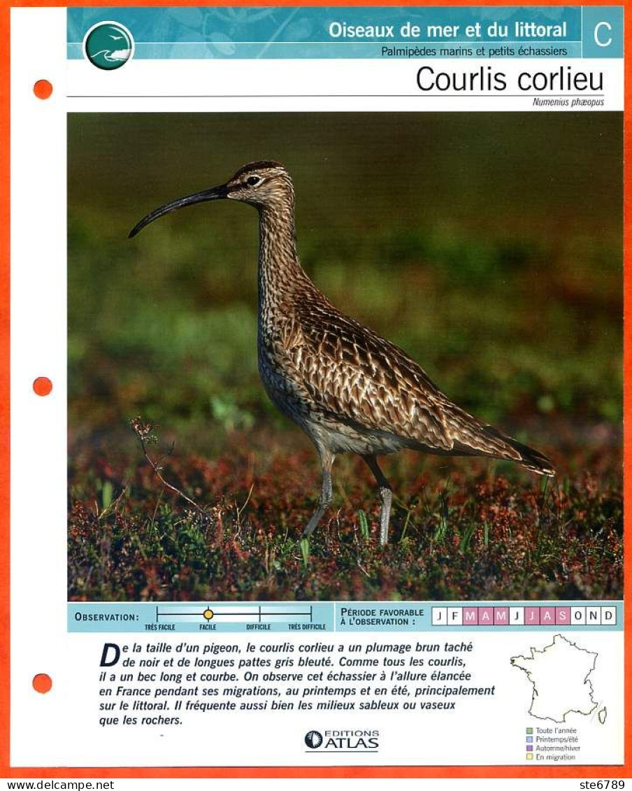 COURLIS CORLIEU Oiseau Illustrée Documentée  Animaux Oiseaux Fiche Dépliante Animal - Animals