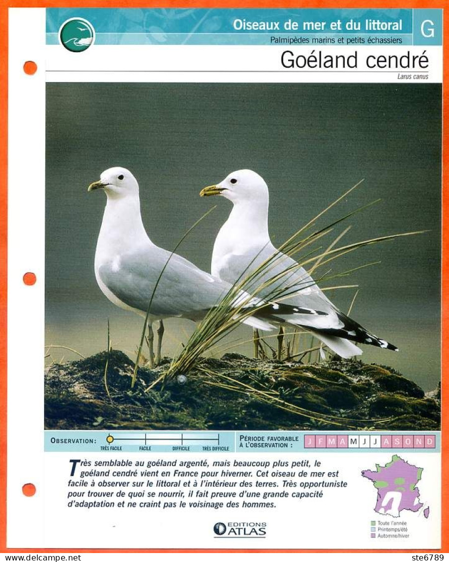 GOELAND CENDRE Oiseau Illustrée Documentée  Animaux Oiseaux Fiche Dépliante Animal - Animaux
